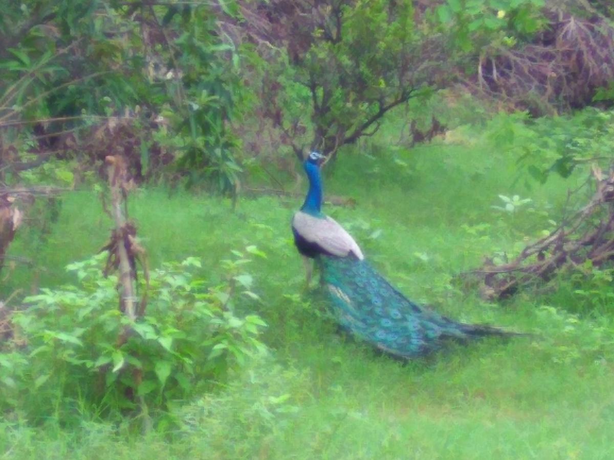 Ranakpur Nature Retreat Sādri 외부 사진